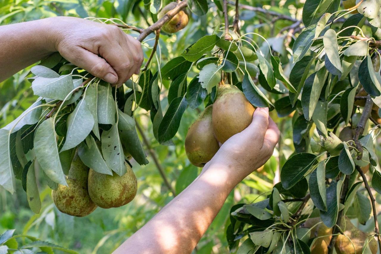 Whareama Tinui Food Forest Cottage מראה חיצוני תמונה