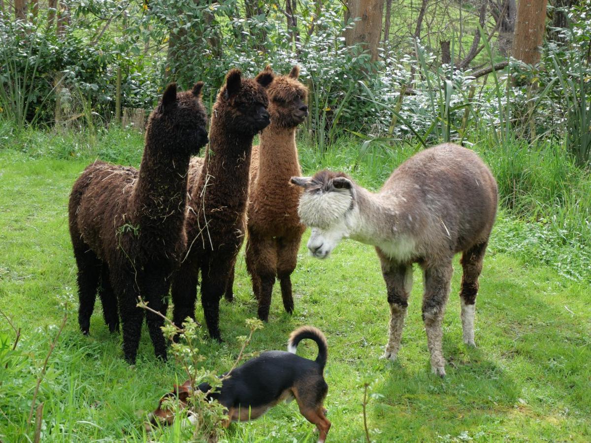 Whareama Tinui Food Forest Cottage מראה חיצוני תמונה